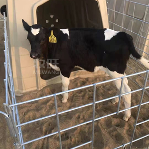 Livestock Reinforced Calf <strong>Cages</strong> Plastic Cattle Cow Hutches Calf House for Daily Farm Feeding Animals Calf Hutch with Fencing - Product Image 3