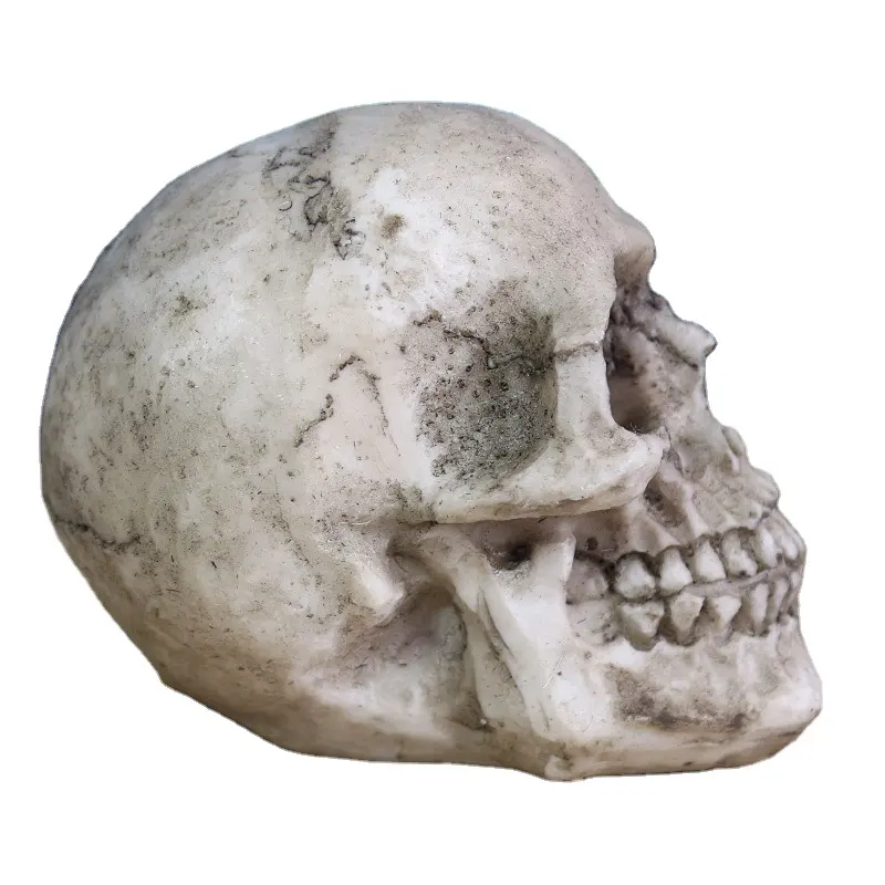 9-Inch Replica Realistische Menselijk Skelet Hoofd Bone Schedel Model Standbeeld, Decoratieve Halloween Decor