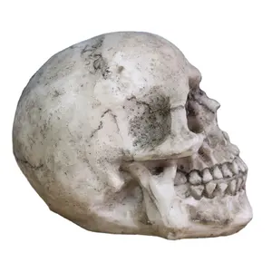 9-Inch Replica Realistic Human Skeleton Head Bone Skull Model Statue, Decorative Halloween Decor