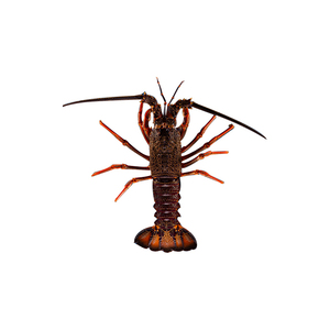 sothern rock lobster live wholesale seafood import seafood fresh
