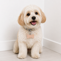 Yiwu Aceon Pencetak Sublimasi Label Logam Kustom Anjing Harga Terendah Baja Tahan Karat Kerah Hewan Peliharaan Tag ID Tulang