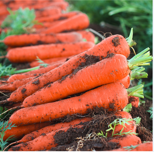 2025 cây trồng mới Hữu Cơ trồng rau tươi bán buôn cà rốt/tỏi hạt giống giá của cà rốt/tỏi - Product Image 3