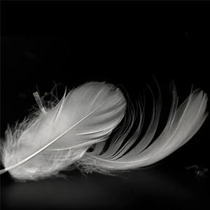 Plumas de ganso blancas lavadas de <span class=keywords><strong>2</strong></span>-4CM al por mayor de fábrica y plumón de pato gris o plumón de pluma de ganso materia prima - Product Image 1