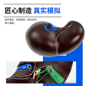 Modèles pédagogiques de l'anatomie du foie humain, y compris le hilum du foie, les vaisseaux sanguins, le lobe du foie, la vésicule biliaire, etc. - Product Image 3