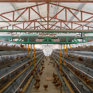 Spray de poulet automatique 2020, environnemental contrôlée par climatisation, entièrement conçu pour l'éclosion et les semences - Product Image 4