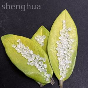 PP fil qualité raphia qualité PPH T03 pp granule polypropylène pp granules pour fil plat - Product Image 3