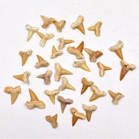 Spécimen paleontologique marocain de dent de requin brut pour l'enseignement et la formation géologique