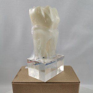 Modèle de nerf dentaire M7023 en résine, modèle anatomique pathologique pour l'enseignement des sciences médicales - Product Image 1