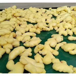 Gingembre frais Racine de gingembre naturelle de haute qualité pour cuisiner santé et phytothérapie traditionnelle Bon prix Fabriqué au Viet Nam - Product Image 4