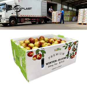 Caja de Almacenamiento Plegable de PP Resistente y Personalizada para Mangostán, Contenedor Ventilado para Frutas Frescas, <span class=keywords><strong>Sinocoroplast</strong></span> - Product Image 3