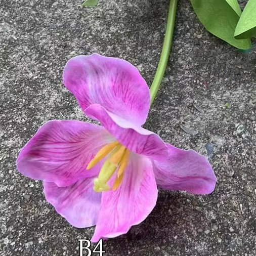 2# Rosa, B4 fiore grande effetto tulipano cipria chiara