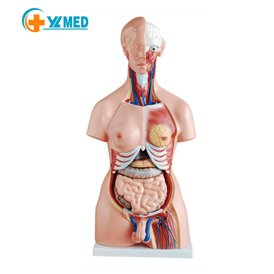 Fabbrica 85cm intersex torso umano 23 parti scienza medica insegnamento anatomia dimostrazione modello di torso umano