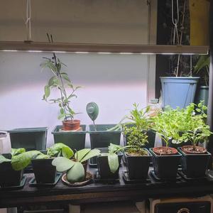 <span class=keywords><strong>Lampe</strong></span> de croissance des plantes <span class=keywords><strong>lampe</strong></span> à longue bande spectre complet photothermique naturel plante racine fleur rack plante armoire tissu <span class=keywords><strong>culture</strong></span> <span class=keywords><strong>lampe</strong></span> - Product Image 4