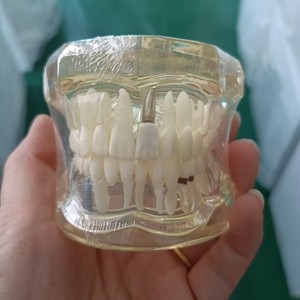 Modèle dentaire anatomique Heidefee, 28 dents, silicone médical, rapport 1 à 1, pour l'enseignement des sciences médicales - Product Image 2
