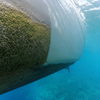 Film de protection de peinture PPF auto-réparant de qualité supérieure pour coques de bateaux et yachts, résistant à l'eau salée, aux UV et au soleil, pour bateaux marins