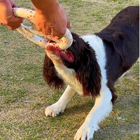 Jouet pour chien LY ETPU Sport, frisbee volant en forme de popcorn, volant pour Border Collie, jouet souple résistant aux morsures, exercice interactif, jeu de la force, 23CM
