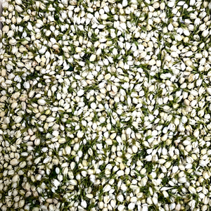 Premium Vietnam <b>Dried</b> Jasmine Buds Natural Floral Ingredient for Tea Beverage Decoration Wholesale Export - Product Image 1