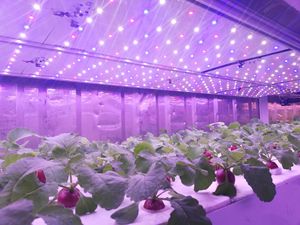 โรงงานปลูกพืชในร่มแบบไฮโดรโปนิกส์ Skyplant ตู้คอนเทนเนอร์ขนส่งแบบแช่แข็งขนาด 40HQ เครื่องผลิตหญ้าอาหารสัตว์แบบไฮโดรโปนิกส์ - Product Image 4