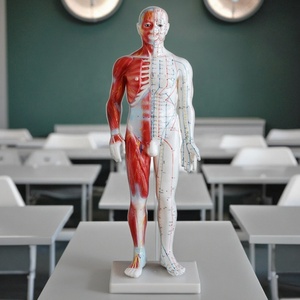 Modelo de Acupuntura Masculina Chinesa com Pontos de Acupuntura Masculinos, Modelo de Ciência Médica com Meridianos de Acupuntura Muscular - Product Image 2