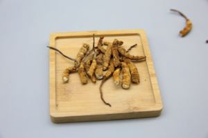 Cina <span class=keywords><strong>Cordyceps</strong></span> Militaris produttore di integratori alimentari freschi <span class=keywords><strong>Cordyceps</strong></span> essiccati <span class=keywords><strong>Cordyceps</strong></span> Sinensis - Product Image 3