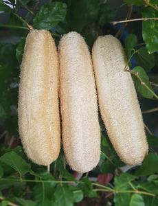 Éponge à vaisselle KB Ecolife Éponge naturelle en luffa entière/ Éponge de bain/ Éponge de massage Sûre pour la peau Prix bas - Product Image 2