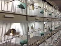 Cage d'élevage de Pigeon, avec tous les accessoires