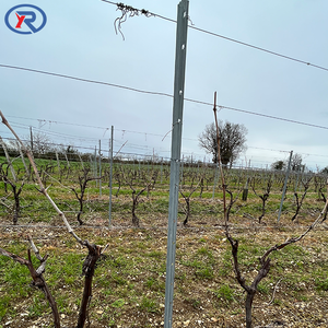 Poste <span class=keywords><strong>de</strong></span> Acero Galvanizado <span class=keywords><strong>de</strong></span> 275g/m2 <span class=keywords><strong>para</strong></span> Viñedos, Estacas <span class=keywords><strong>para</strong></span> Uvas/Enredaderas Resistentes con Poste Final <span class=keywords><strong>para</strong></span> Soporte <span class=keywords><strong>de</strong></span> Plantas <span class=keywords><strong>de</strong></span> Vino - Product Image 6