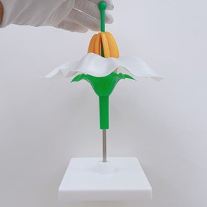 Modelo de Estructura Floral, Modelo de Enseñanza de Biología, Flor de Papa, Modelo de Enseñanza de Estructura Floral, Material Didáctico de Botánica - Product Image 2
