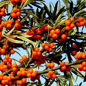 ผงสกัดจากซีบัคธอร์นผงสกัดจากทะเล buckthorn Fructus Hippophae - Product Image 6