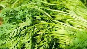 수용성 크라운 데이지 추출물 분말 10:1 국화 코로나 리움 추출물 - Product Image 4