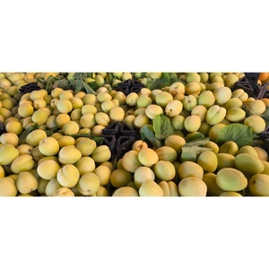 Amandes vertes fraîches de qualité supérieure, jeunes amandes croustillantes, saveur naturellement fraîche, produit saisonnier unique pour les importateurs - Product Image 3