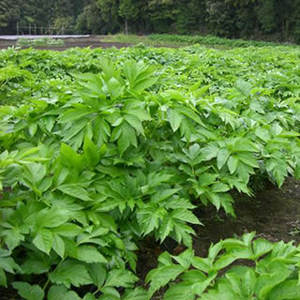 アシタバ葉エキス アシタバエキス粉末/当帰科エキス - Product Image 3