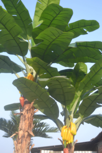 Lá lớn 220cm + 280cm + 350cm Chiều cao cây nhân tạo chuối trang trí cây sợi thủy tinh Cây Chuối nhân tạo - Product Image 4