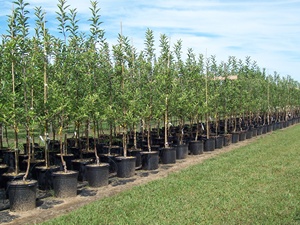 Pots à fleurs en plastique de toutes tailles 1, 2, 3, 5, 7, 10, 14, 15, 20 gallons, pots simples <span class=keywords><strong>pour</strong></span> pépinière de jardin, pots <span class=keywords><strong>pour</strong></span> <span class=keywords><strong>plantes</strong></span>, contenants de jardinage en plein air - Product Image 5