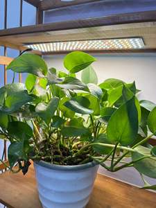 Lampe de culture LED à spectre complet avec minuterie pour plantes vertes, fleurs et légumes, idéale pour l'intérieur, les aquariums, les jardins et les pépinières - Product Image 5