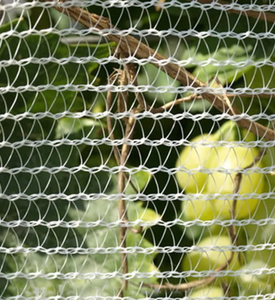 Las nuevas redes de granizo de PE de fábrica protegen de <span class=keywords><strong>granizadas</strong></span> dañinas para redes de granizo de árboles para agricultura - Product Image 4