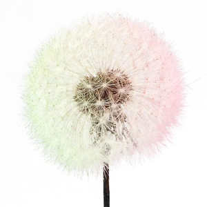Diente <span class=keywords><strong>de</strong></span> león <span class=keywords><strong>de</strong></span> <span class=keywords><strong>4</strong></span> cm <span class=keywords><strong>de</strong></span> alta calidad, flor seca <span class=keywords><strong>de</strong></span> preservación, bricolaje, resina, diente <span class=keywords><strong>de</strong></span> león para decoración <span class=keywords><strong>de</strong></span> cubos <span class=keywords><strong>de</strong></span> resina, novedad <span class=keywords><strong>de</strong></span> <span class=keywords><strong>2022</strong></span> - Product Image 2