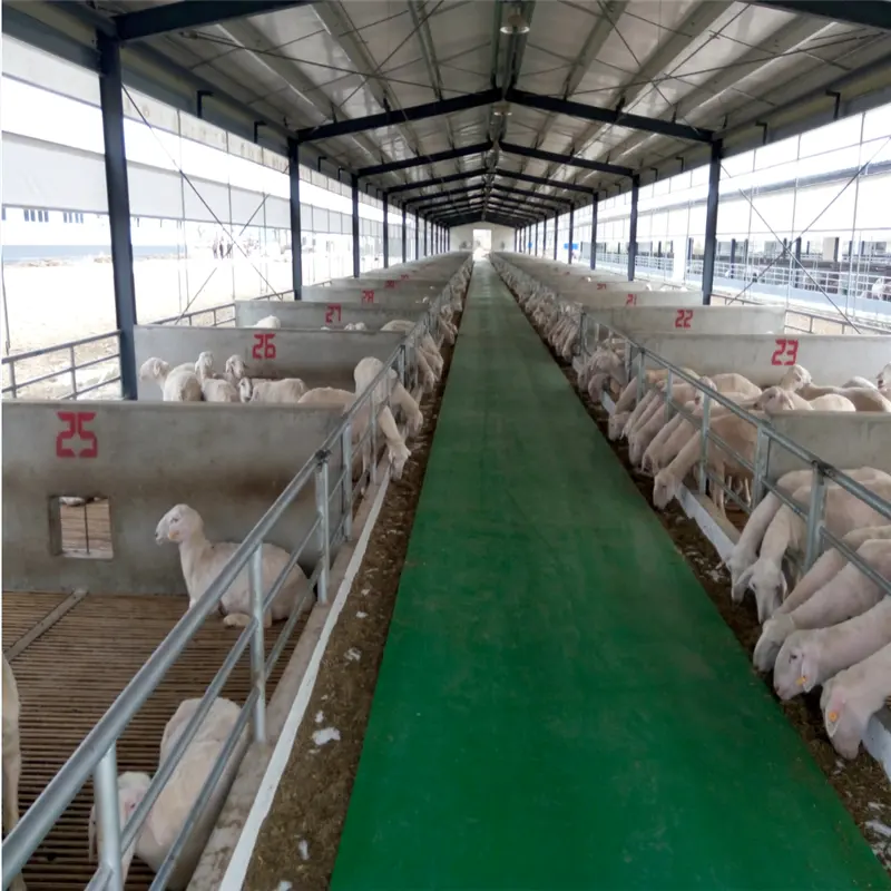 Cobertizo de granja de ovejas, estructura de acero prefabricada