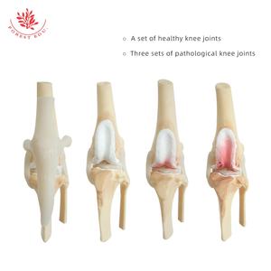 Modelo de rodilla para perro, esqueleto articulado canino de 4 etapas, Material de PVC de tamaño real, modelo anatómico Artificial para perro de ciencia médica - Product Image 2