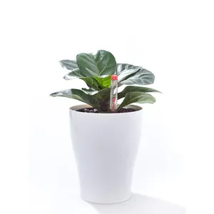 Vaso de plantas por atacado, vaso branco de plástico de rega automática para plantar vaso de flores com indicador de água e plástico