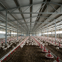 Poulailler préfabriqué en acier à contrôle environnemental automatique pour l'élevage de poulets de chair et de poules pondeuses, structure en acier