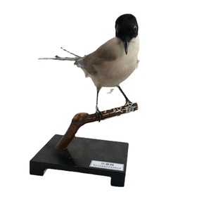 Fabricant de modèles d'animaux réalistes de haute qualité pour la maison, l'école, la recherche et l'artisanat. - Product Image 2