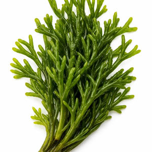 Extrait de Polynucléotide d'Algues Vertes TW Codium Fragile PDRN, Matière Première Cosmétique Dérivée de Plantes pour la Régénération Cutanée et Anti-Âge - Product Image 4