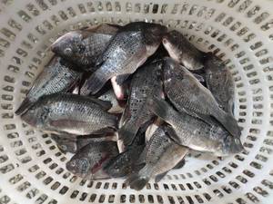 Tilapia Vivante Fraîche 400-600g – <span class=keywords><strong>Prix</strong></span> du Tilapia Congelé en provenance de Chine par <span class=keywords><strong>kg</strong></span> - Product Image 1
