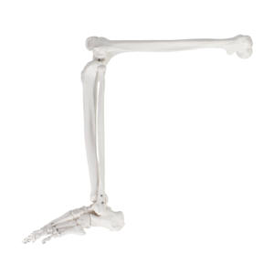 Modèle <span class=keywords><strong>de</strong></span> <span class=keywords><strong>squelette</strong></span> <span class=keywords><strong>de</strong></span> <span class=keywords><strong>jambe</strong></span> <span class=keywords><strong>humaine</strong></span> grandeur nature avec pied, modèle anatomique <span class=keywords><strong>de</strong></span> l'articulation inférieure pour l'enseignement médical - Product Image 2