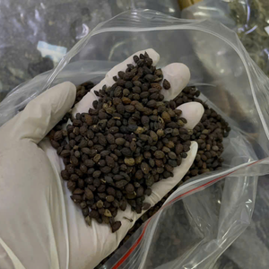 เมล็ดมะละกอแห้งสมุนไพรสำหรับเครื่องดื่มอายุ8เดือน100% ทางเลือกเวียดนามผลิตภัณฑ์สูง - Product Image 5