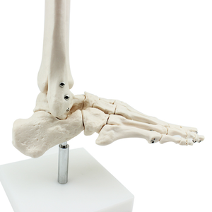 Modelo de cuerpo humano PVC silicona marco de plástico chino modelo masaje de pies modelo de pie 3D - Product Image 1