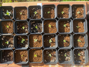 Granulés d'akadama de qualité supérieure 3-6 mm 9-12 mm, terre aérée pour mélange de potage pour plantes succulentes pour prévenir la pourriture des racines - Product Image 3