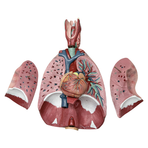 Modèle de <span class=keywords><strong>poumon</strong></span> grandeur nature 3/4, modèle d'<span class=keywords><strong>anatomie</strong></span> du larynx, du cœur et du <span class=keywords><strong>poumon</strong></span>, avec 7 parties amovibles pour l'enseignement, modèle de torse humain - Product Image 3