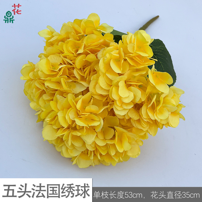 Cinco hortensias francesas ify amarillo